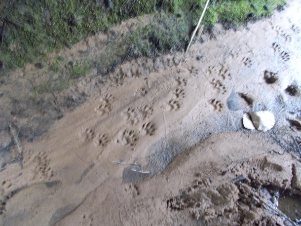 Northern raccoon tracks on the sandbank