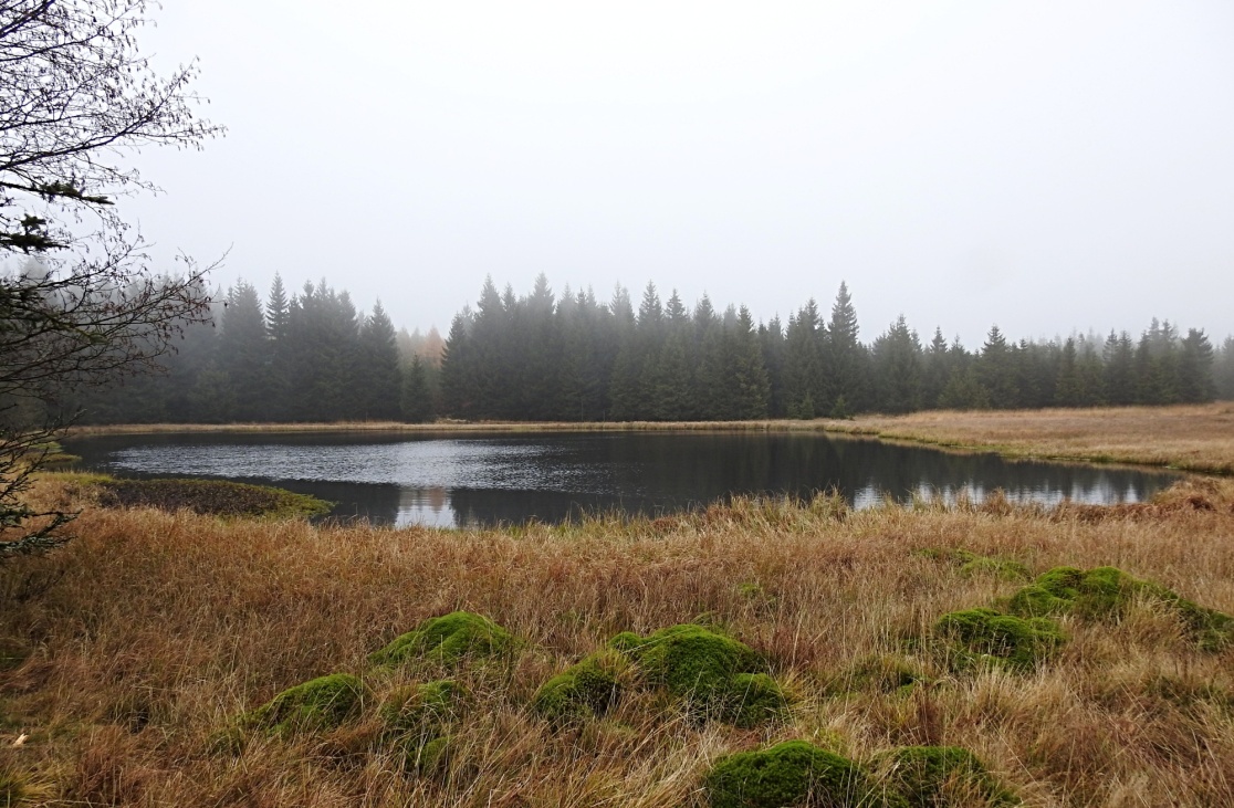 Pohraniční rybník se nachází v nadmořské výšce 815 m.n.m., i zde jsme našli vydří trus.
