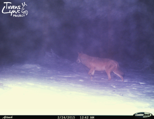 Vlk zachycený u Loučovic v roce 2015