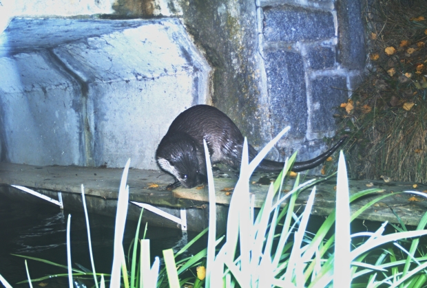 An otter using the footbridge to cross safely under the road
