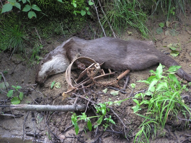 Hunters and fisherman demand cruel hunting methods | ALKA Wildlife