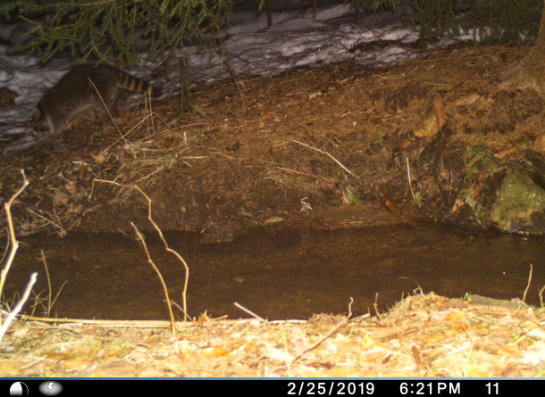 Northern raccoon on the riverbank