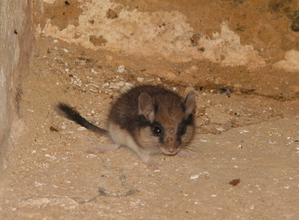 Records of dormice from you - beautiful photos and images of rare ...