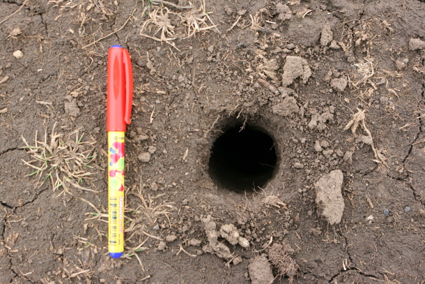 vertical entrance to burrow of souslik