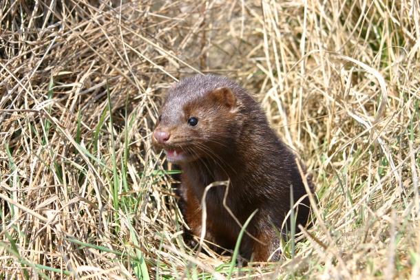 American mink | ALKA Wildlife